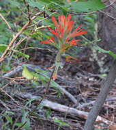 Image of mountainside Indian paintbrush