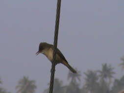 Image of Clamorous Reed Warbler