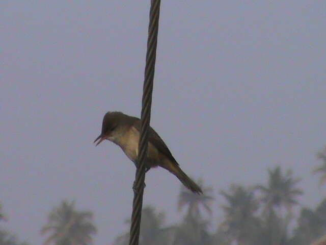 Image of Clamorous Reed Warbler