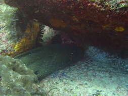 Image of Chestnut moray