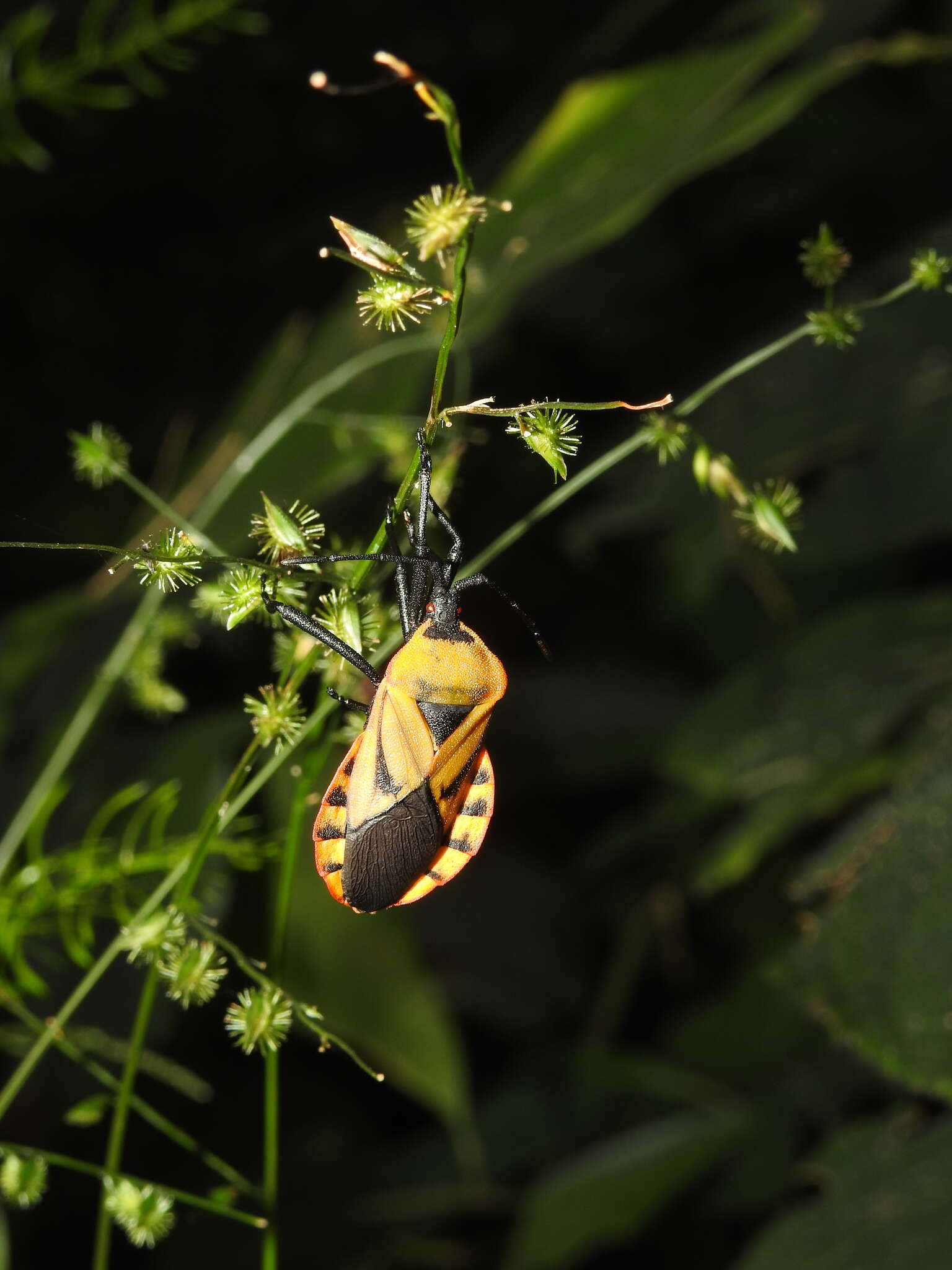 صورة Brachytes bicolor Westwood 1842