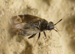 Image of Western Plant Bug