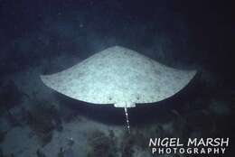 Image of Australian Butterfly Ray