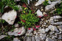 Image of Rumex nivalis Hegetschw.