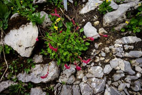 Rumex nivalis Hegetschw. resmi