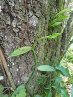 Image of leafy vanilla