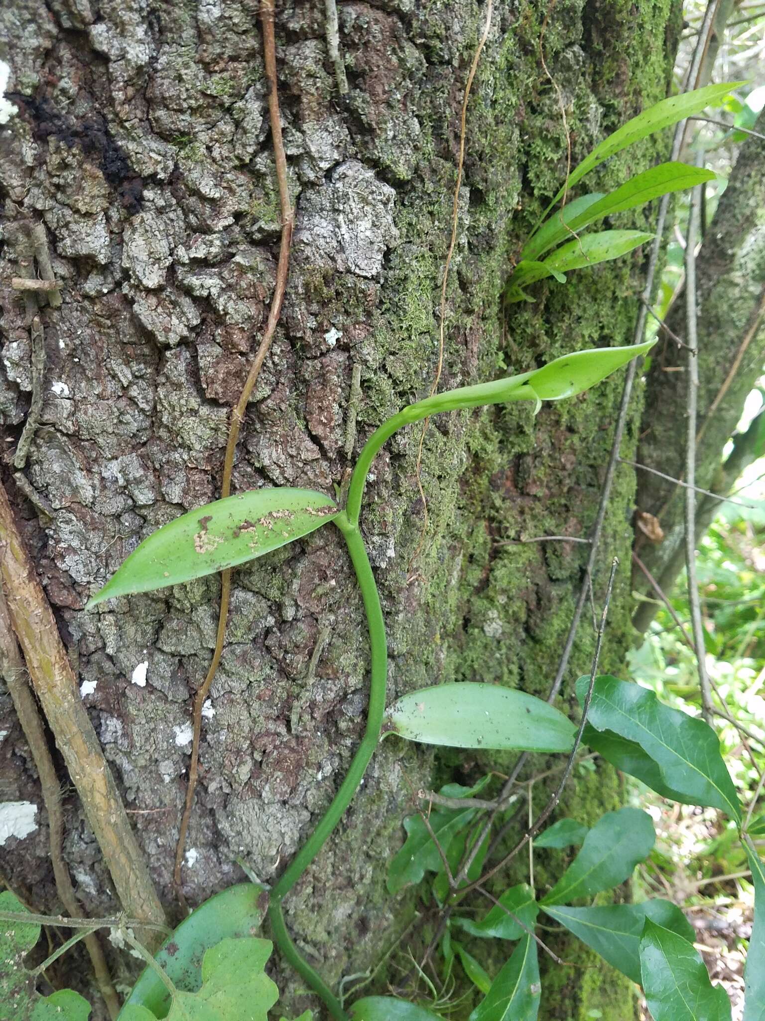 Image of leafy vanilla