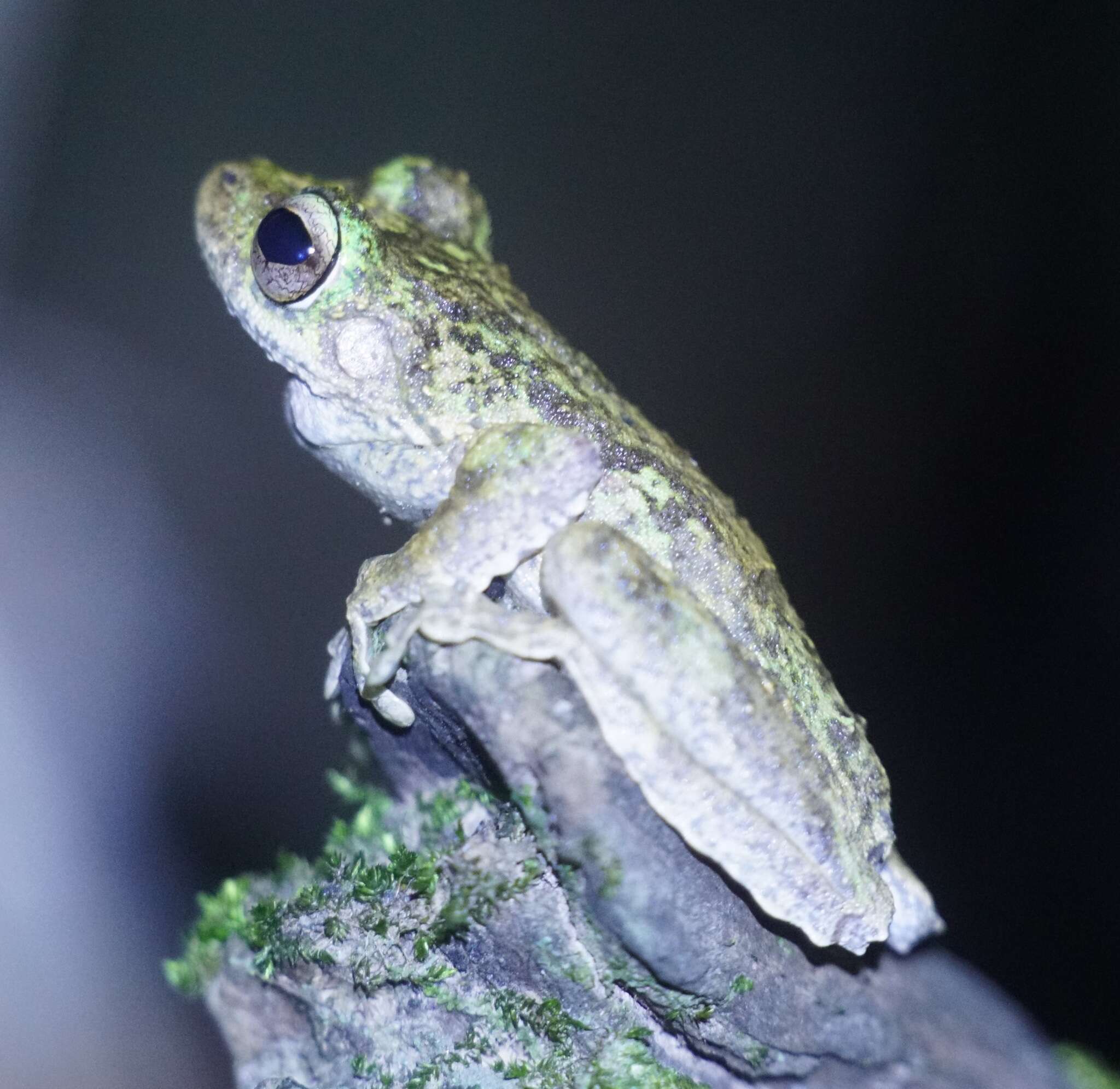 Image of Kuranda Tree Frog