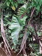 Imagem de Colocasia fontanesii Schott