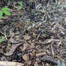 Image of Xylaria oxyacanthae Tul. & C. Tul. 1863