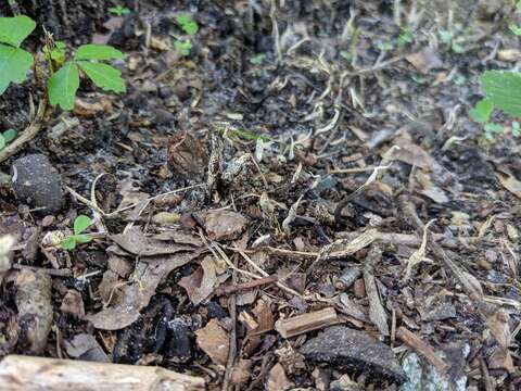 Слика од Xylaria oxyacanthae Tul. & C. Tul. 1863