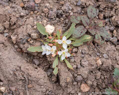 Eremothera nevadensis (Kellogg) W. L. Wagner & Hoch resmi