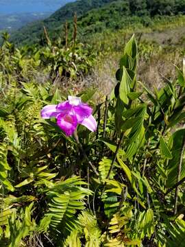 Image of Sobralia warszewiczii Rchb. fil.