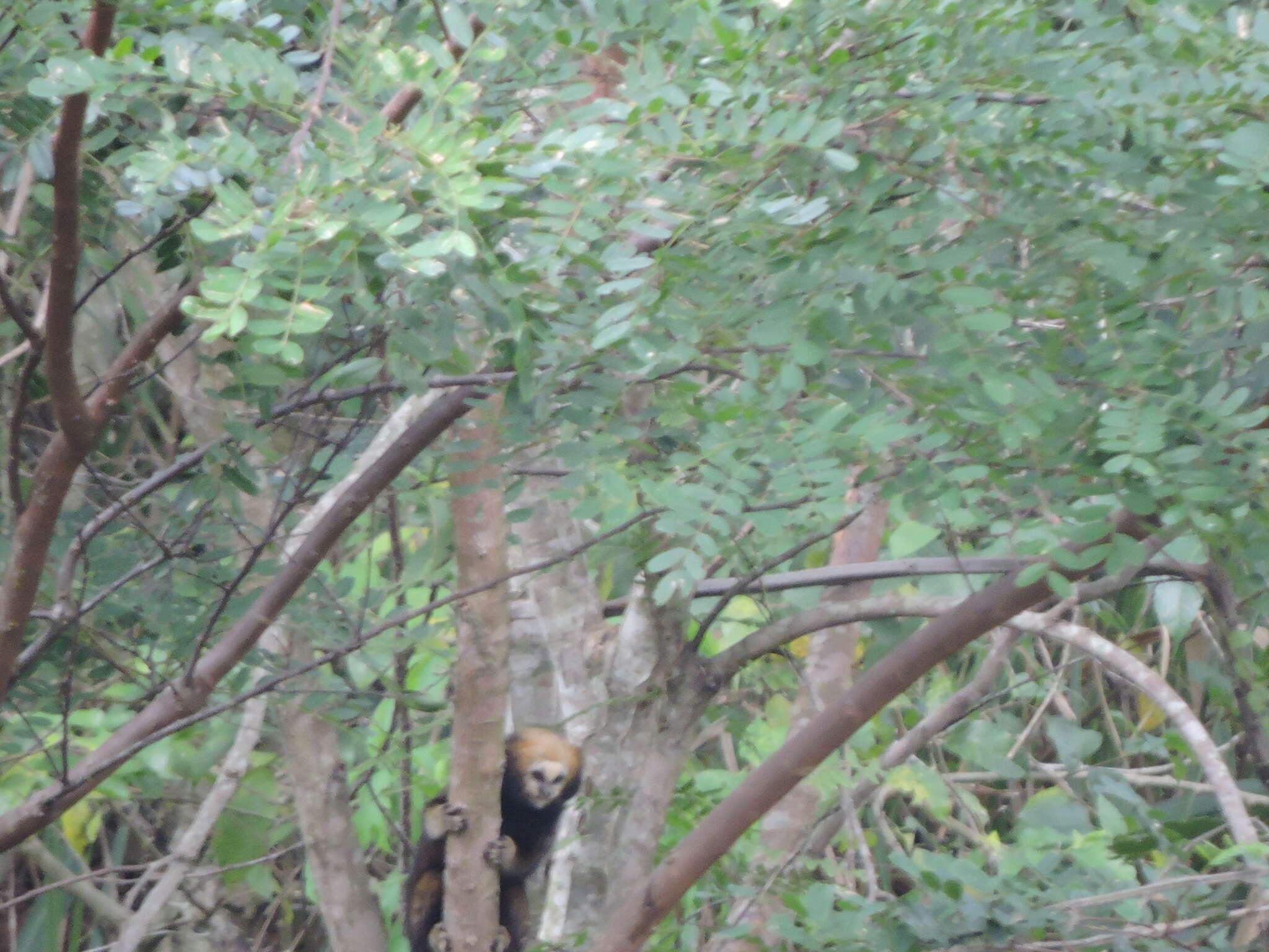 Image of Buffy-headed Marmoset