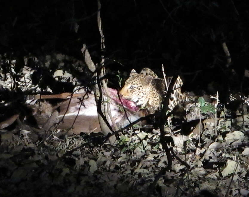 Image of African leopard