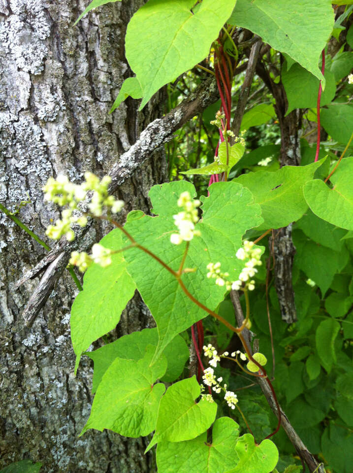 صورة Fallopia scandens (L.) Holub