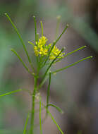 Plancia ëd Sisymbrium heteromallum C. A. Mey.