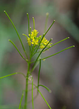 Plancia ëd Sisymbrium heteromallum C. A. Mey.