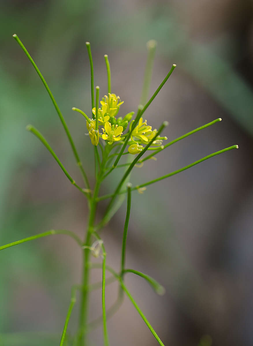 Imagem de Sisymbrium heteromallum C. A. Mey.