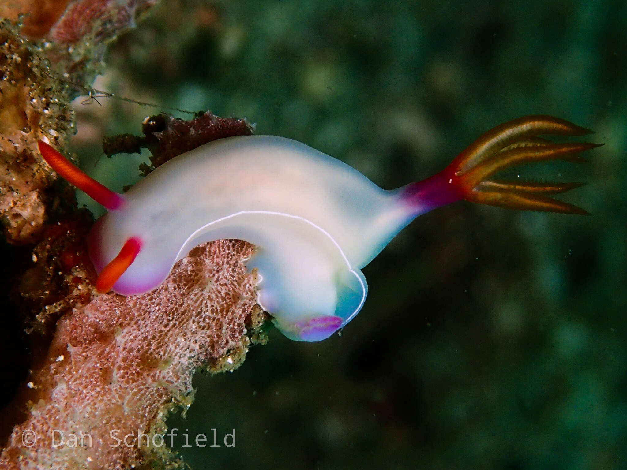 Image of White edge purple slug