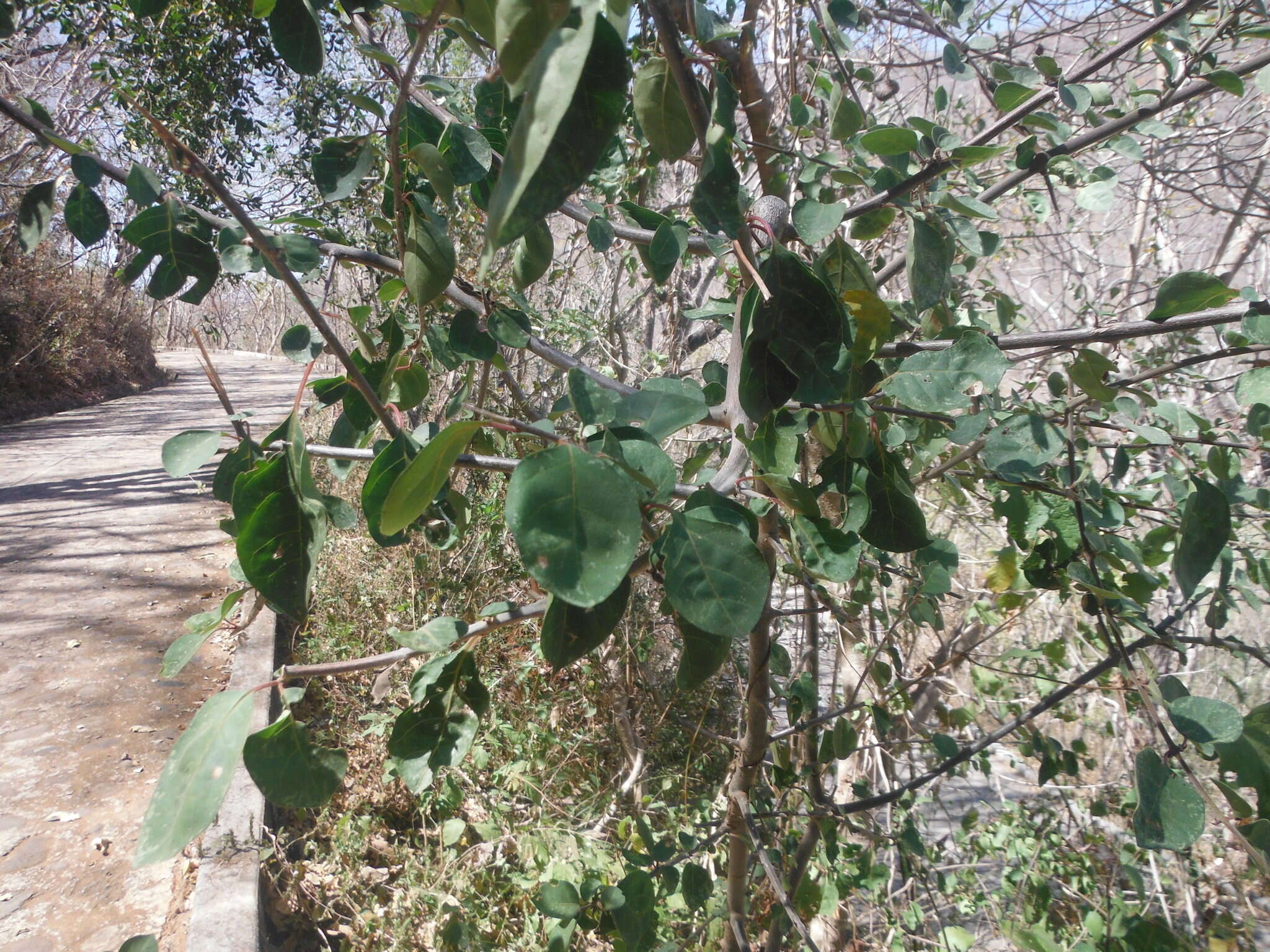 Image de Pisonia capitata (S. Wats.) Standl.