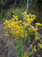 Image of <i>Helichrysum <i>foetidum</i></i> var. foetidum