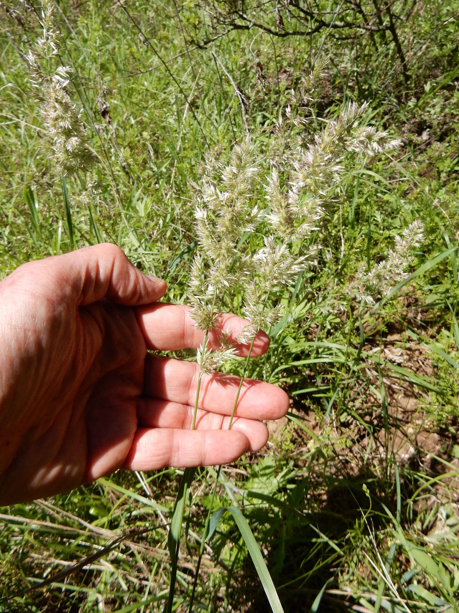 Слика од Poa arachnifera Torr.