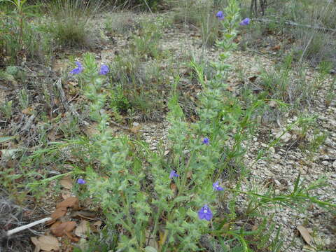 Image of Texas sage