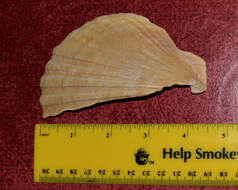 Image of giant Pacific scallop