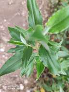 Image of Laurel-leaved Rock-rose