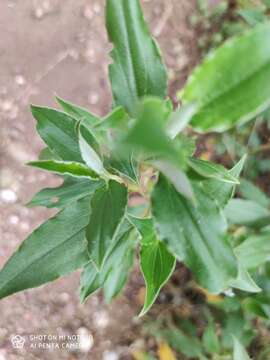 Imagem de Cistus laurifolius L.