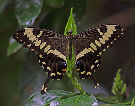 Sivun Papilio ophidicephalus Oberthür 1878 kuva