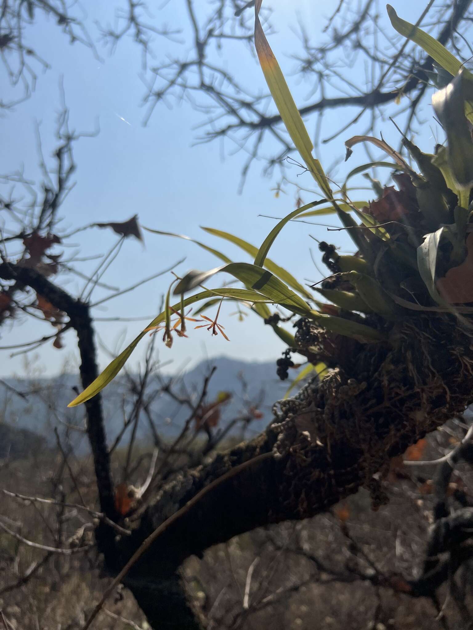 Image de Prosthechea squalida (Lex.) Soto Arenas & Salazar