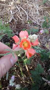 Image of scarlet globemallow