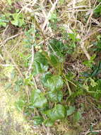 Image of Pyrola morrisonensis (Hayata) Hayata