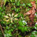 Image of Coptis quinquefolia Miq.