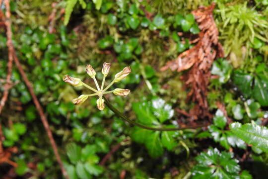 Image of Coptis quinquefolia Miq.