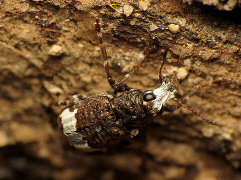 صورة Eurymycter fasciatus (Olivier 1795)