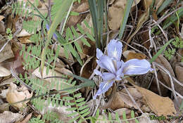 Image of bowltube iris