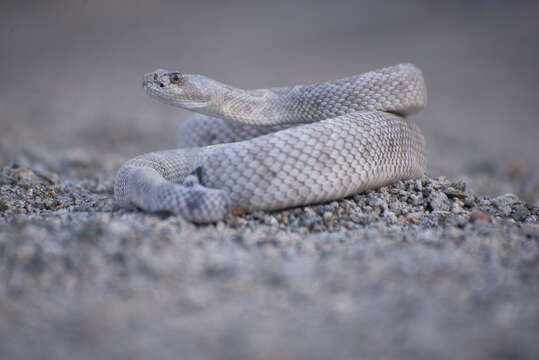 Imagem de Crotalus catalinensis Cliff 1954