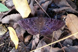 Image of Plain cloak moth