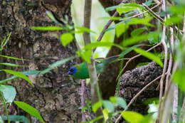 Image of Blue-faced Parrot-Finch