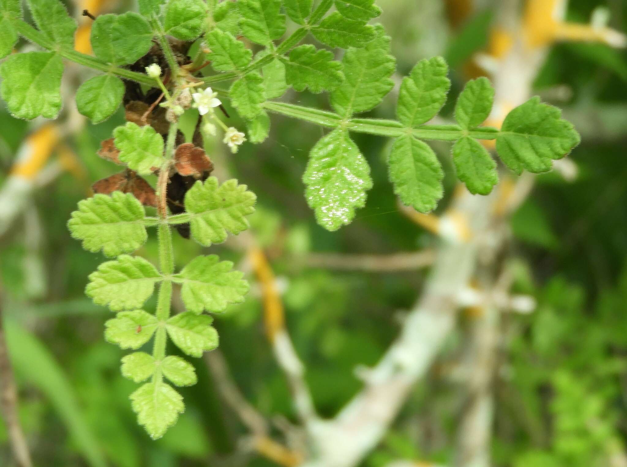 Image of Bursera ribana J. Rzedowski & G. Calderon de Rzedowski