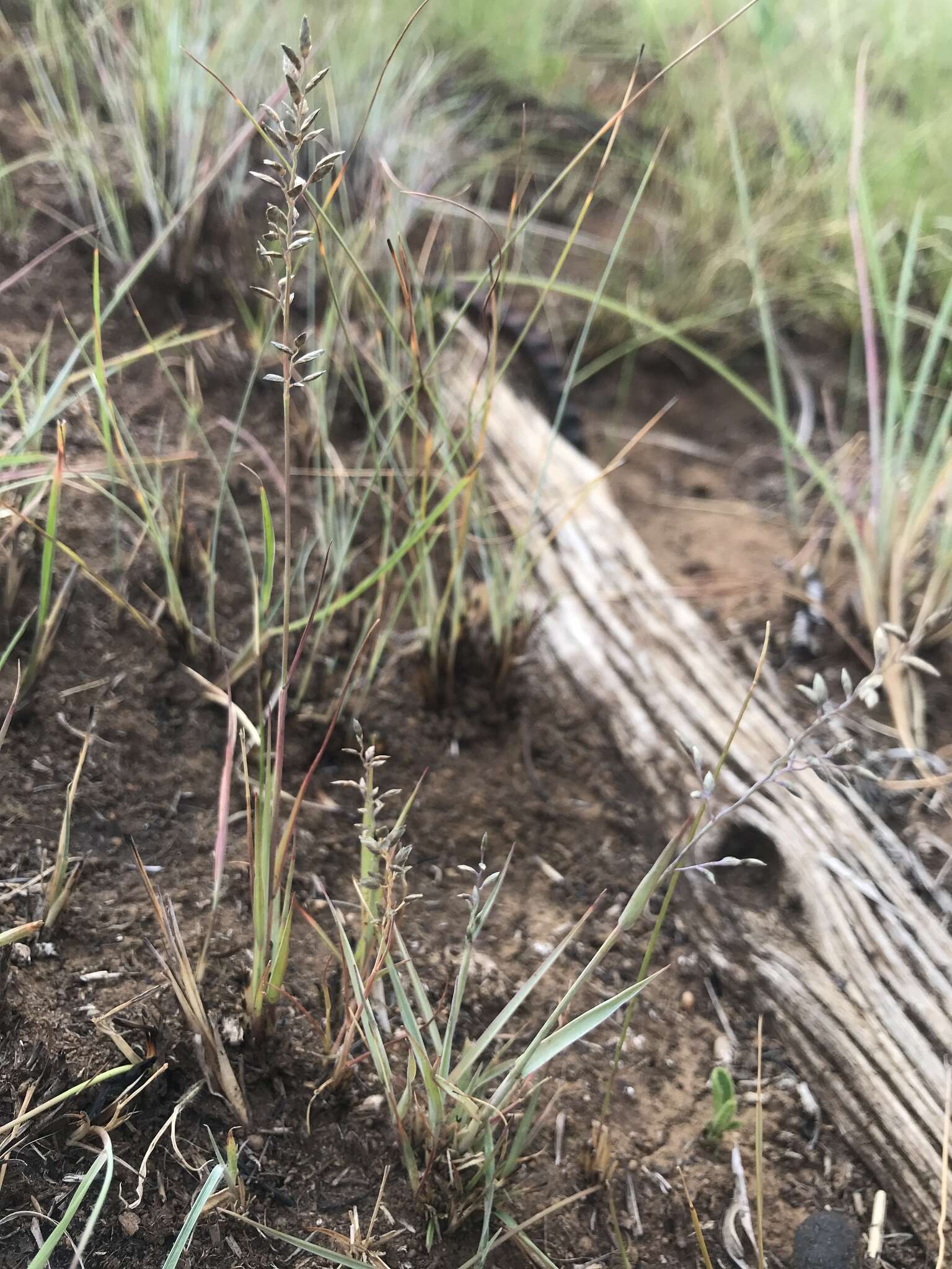 Image of Narrow heart love grass