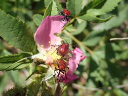 Image of Rose Curculio