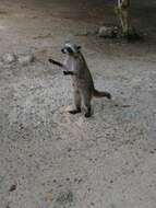 Image of Cozumel Island Raccoon