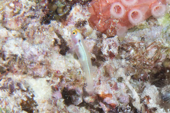 Image of Eastern headspot dwarfgoby