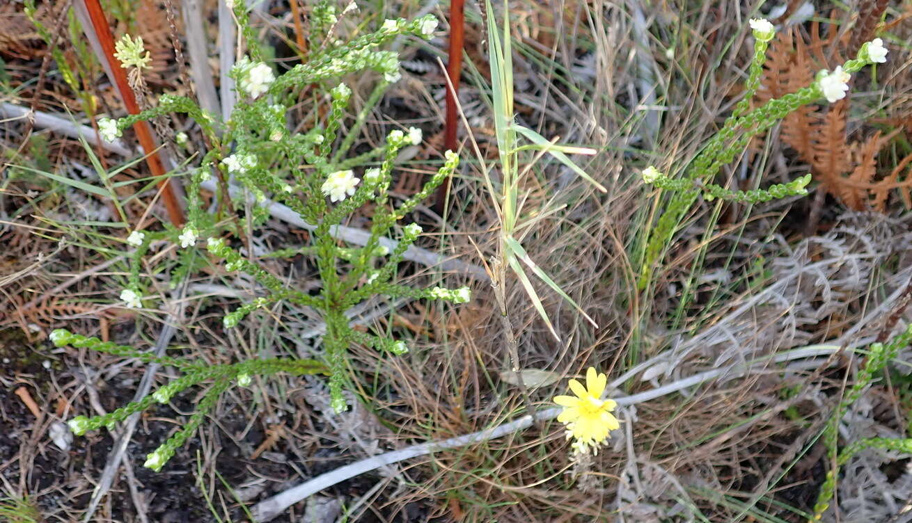 Image of Lachnaea ericoides Meissn.