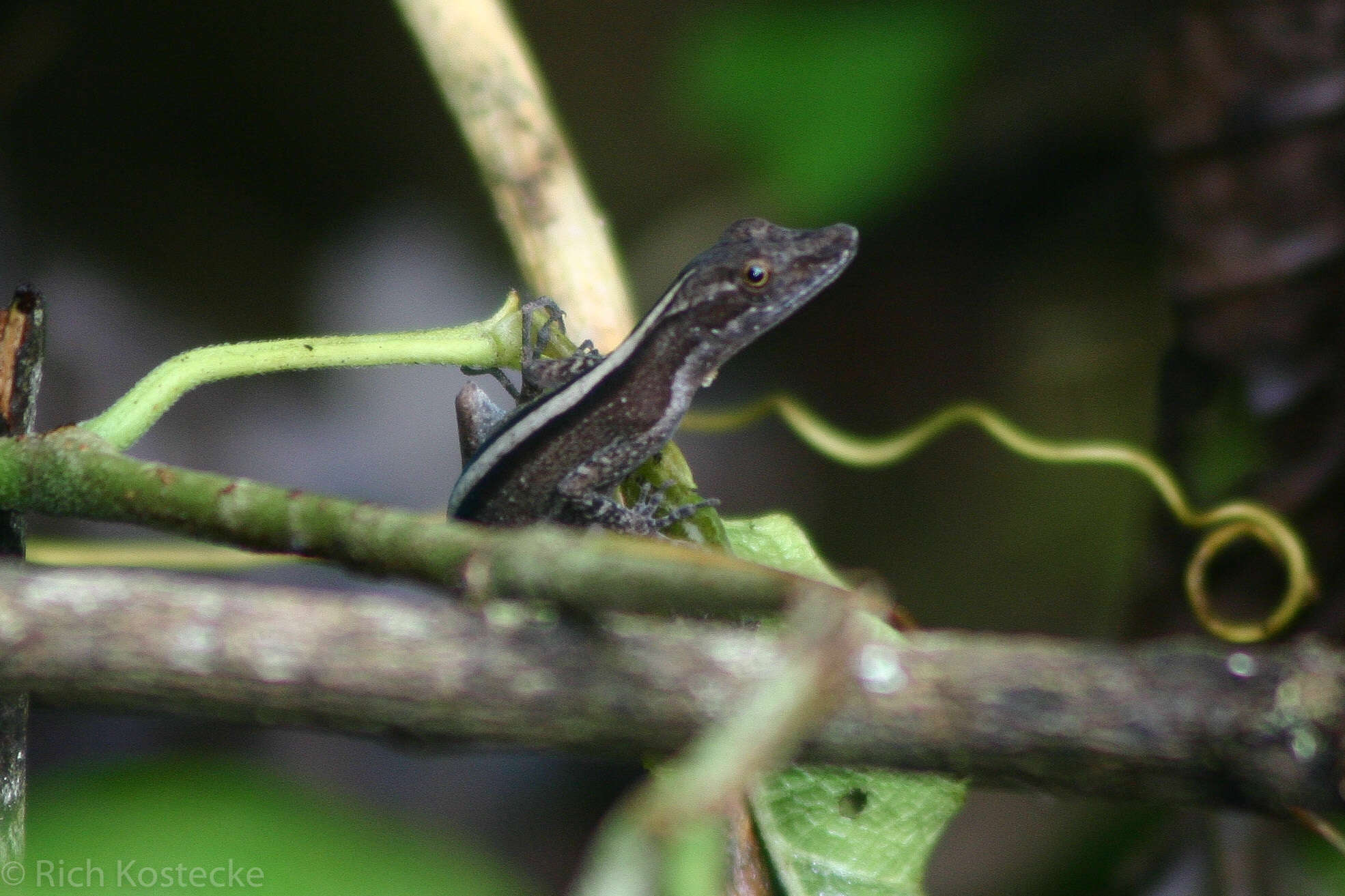 Image of Anolis apletophallus Köhler & Sunyer 2008