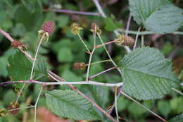 Image of Andes berry